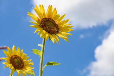 夏季休業のお知らせ